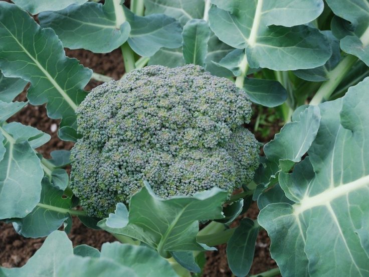 Broccoli